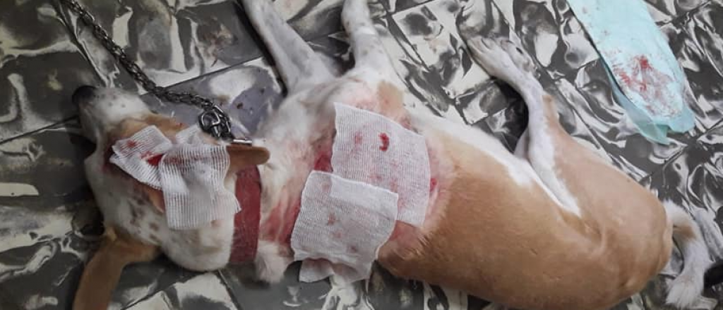 Quemaron a un perro con agua hirviendo en San Mart&iacute;n