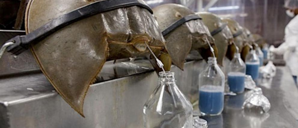 El cangrejo que es vital para el desarrollo de la vacuna para el coronavirus