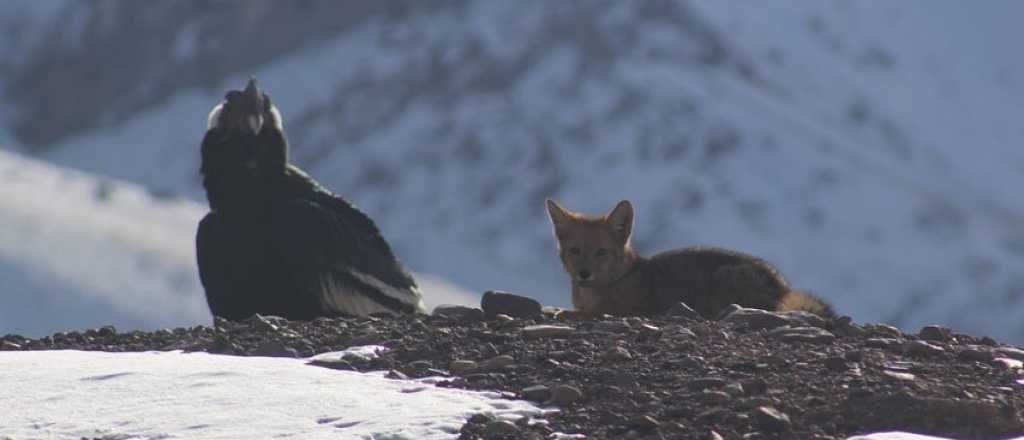 Una postal en el Aconcagua: un cóndor y un zorro juntos