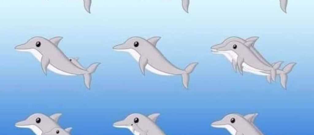 El nuevo desafío visual: ¿Cuántos delfines hay? Casi nadie los ve