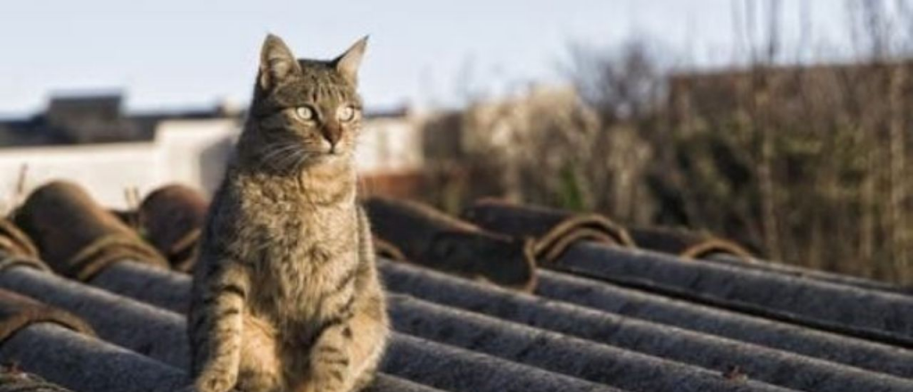 Una mujer murió buscando a su gato en el techo del vecino en Córdoba