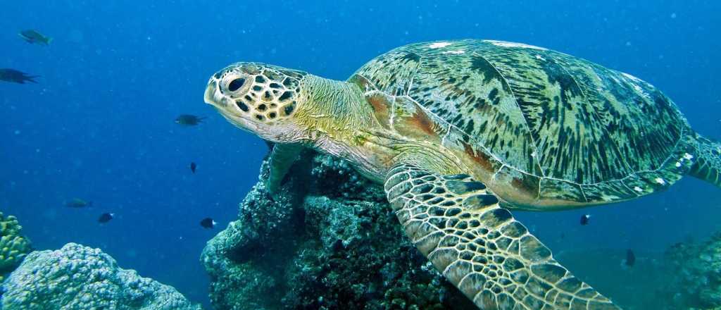 Video: filmaron 60 mil tortugas verdes en peligro de extinción
