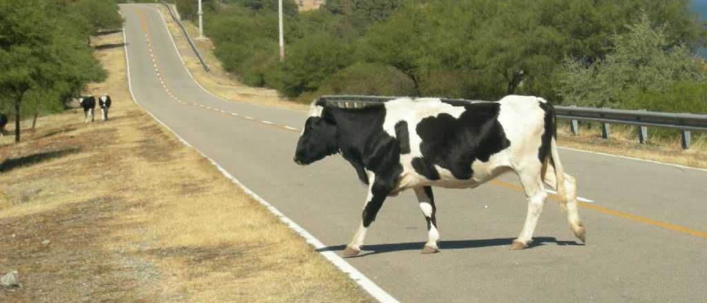 Un auto embisti&oacute; a una vaca en San Rafael esta madrugada