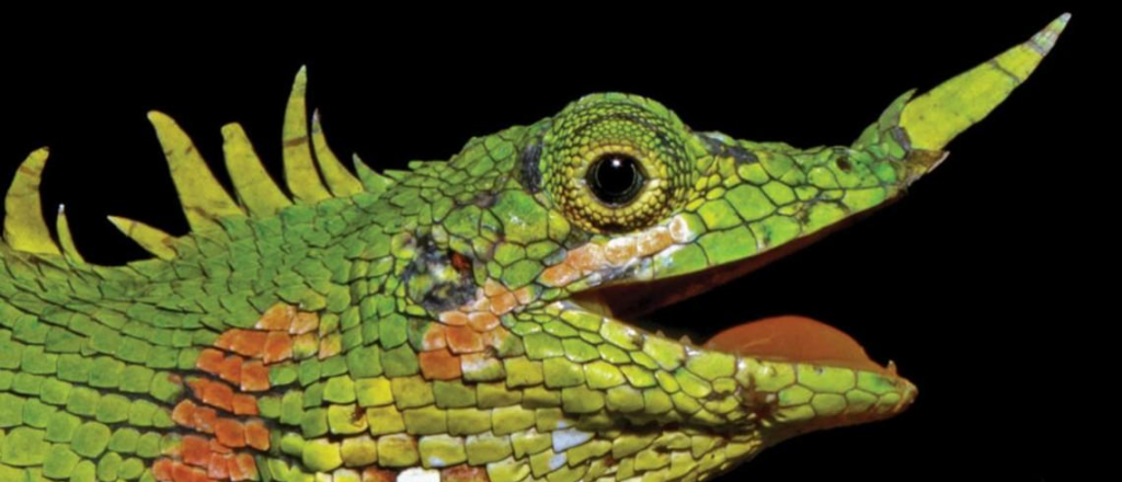 Encuentran un lagarto con cuernos que no se había visto en 130 años