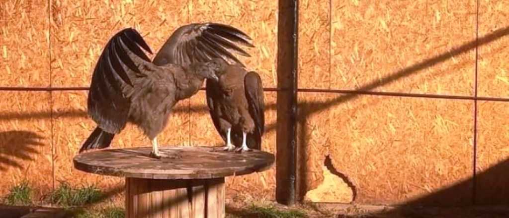 Un c&oacute;ndor andino fue tra&iacute;do a Mendoza para adaptarse a la vida silvestre