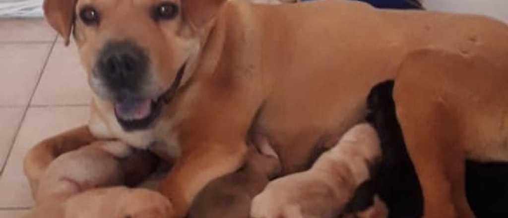 La tiraron a punto de parir y fue rescatada por los choferes mendocinos