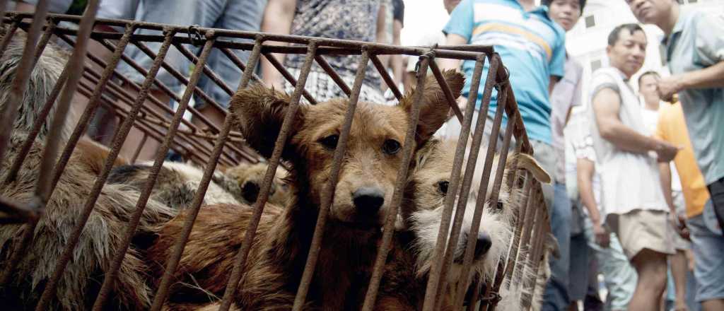 Reabrió la feria que ofrece perros cocinados en China