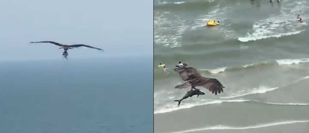 Video: un &aacute;guila caz&oacute; un tibur&oacute;n en una playa de EE.UU.