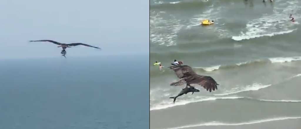 Video: un águila cazó un tiburón en una playa de EE.UU.