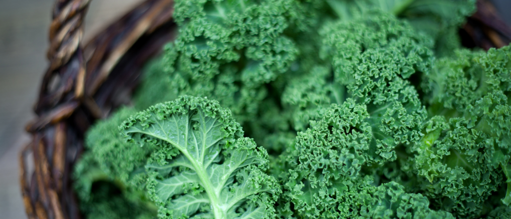 Kale, el "superalimento" que se cultiva en el "cinturón verde" de Mendoza