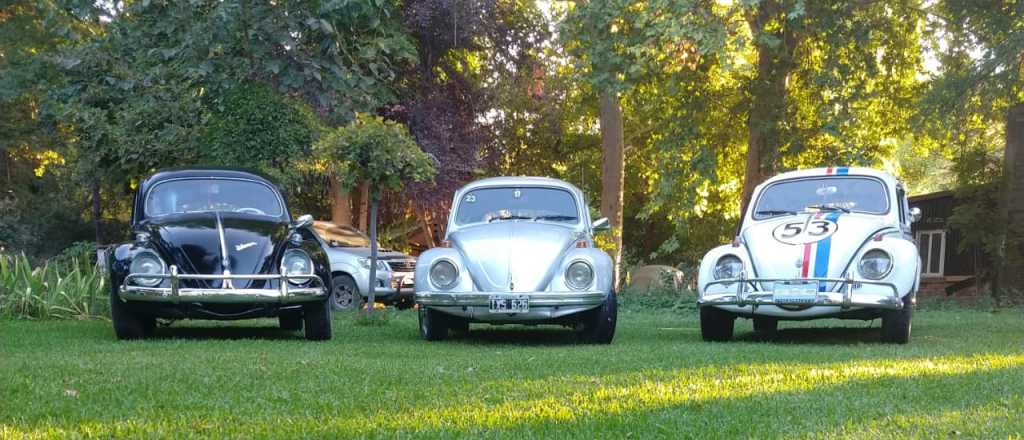 Los mejores escarabajos festejan su d&iacute;a con estas postales &uacute;nicas