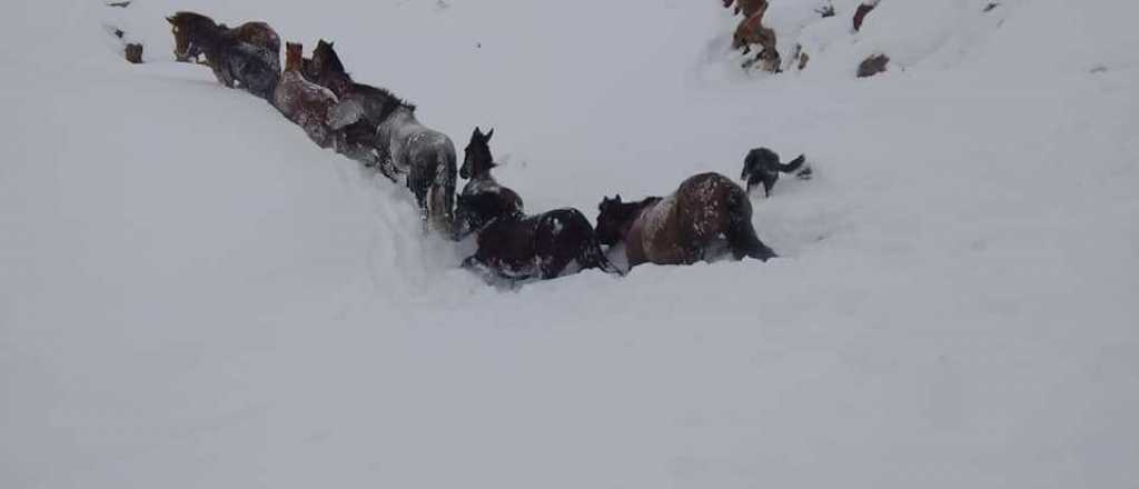 Videos del emocionante rescate de caballos varados en la nieve en Neuquén