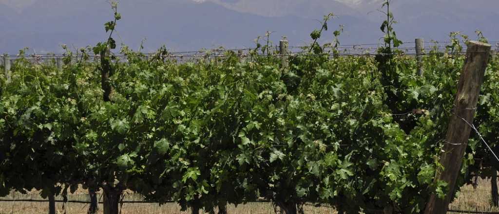 Cient&iacute;ficos identificaron un nuevo virus que afecta a la vid en la Argentina