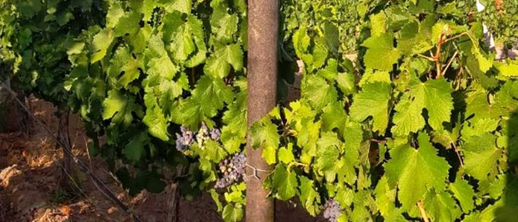Postes de plástico reciclado para viña salvarían 1,5 millones árboles mendocinos