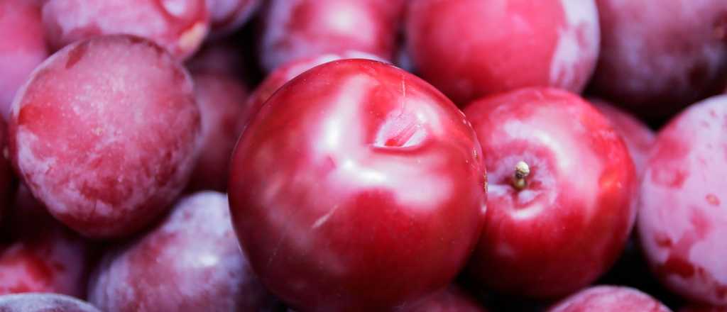 Desarrollan un proyecto para optimizar la producci&oacute;n de la ciruela industrial