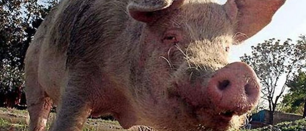 Video: un chancho "atac&oacute;" a un patrullero y a un automovilista