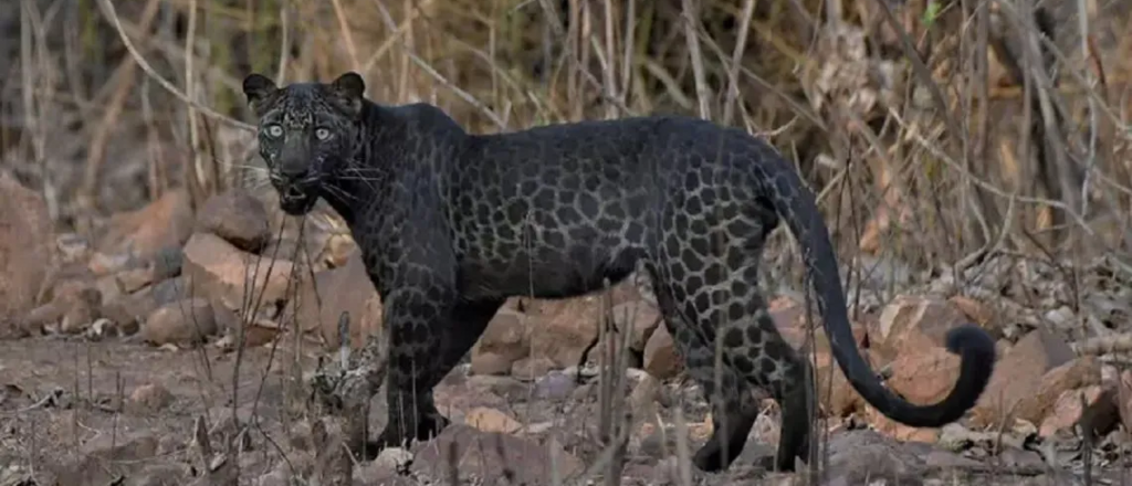 Fotografiaron a un extraño ejemplar de leopardo negro en India