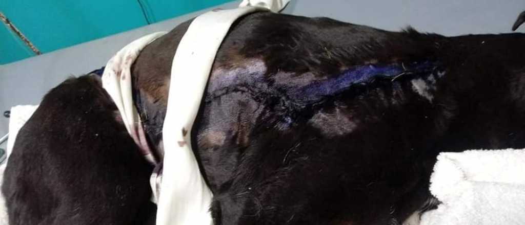 Encontraron una perrita despellejada en Luj&aacute;n de Cuyo y piden ayuda