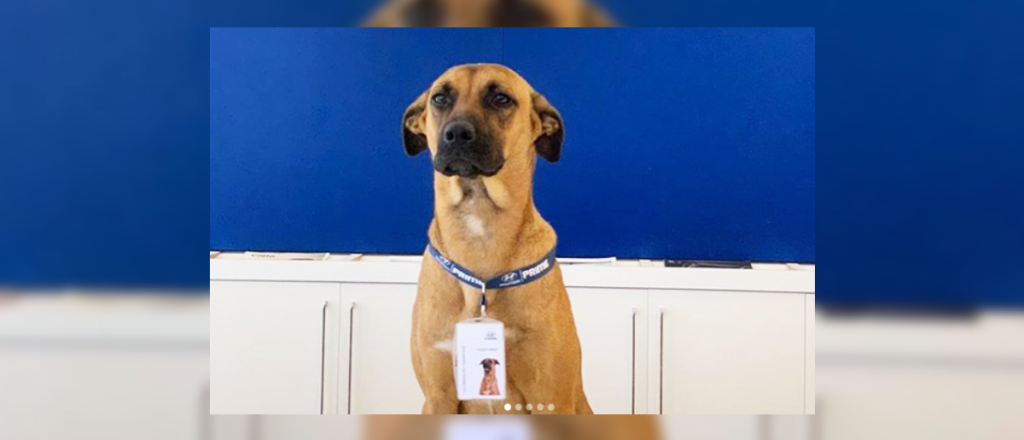 Una concesionaria de Brasil "contrató" a un perro de la calle como vendedor