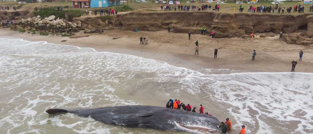Un cachalote murió varado en una playa de Santa Clara del Mar