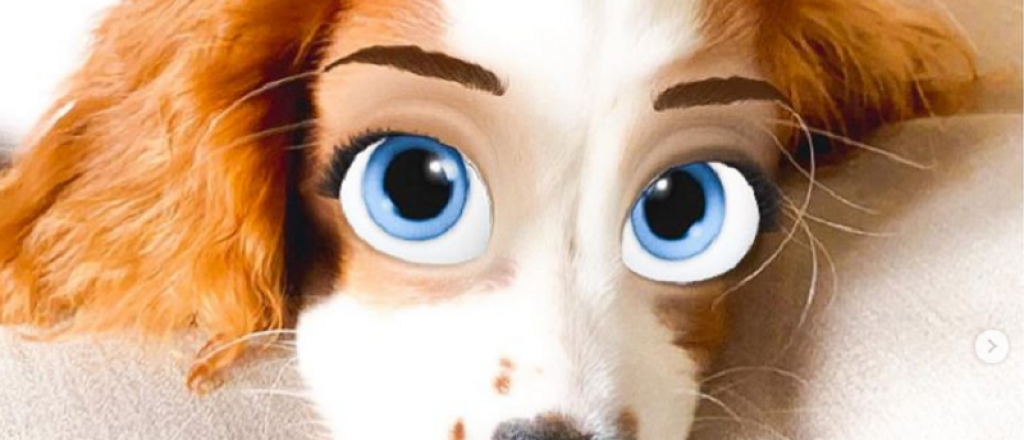 &iexcl;Awwwwwww! Este filtro convierte a tu perro en un personaje de Disney