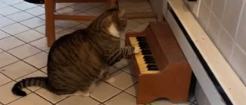 Un gato aprendió a tocar un pianito cada vez que quiere comer
