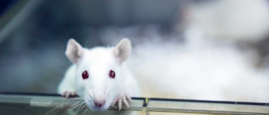 Crónicas del subsuelo: Ratitas blancas