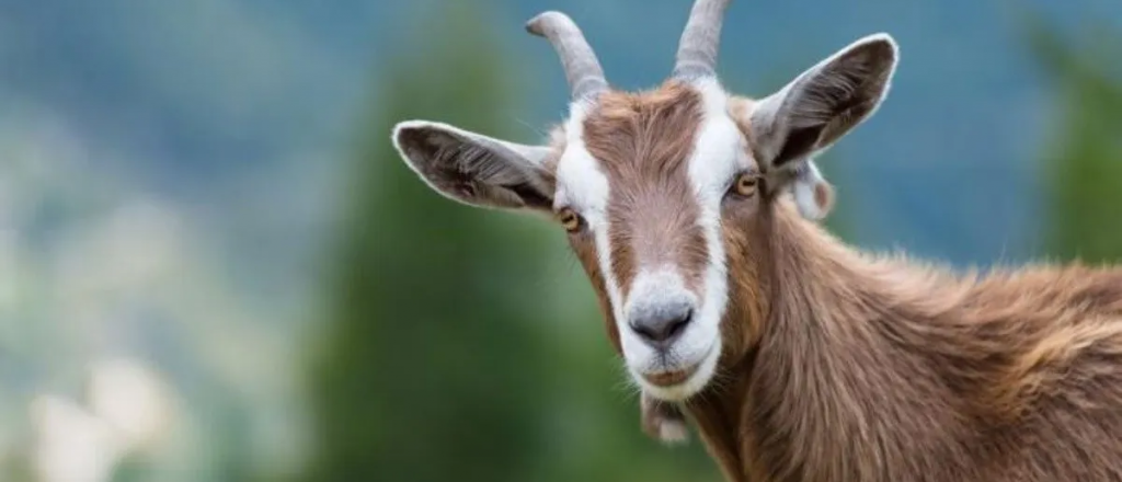 Preocupan los abortos de cabras en el sur de Mendoza