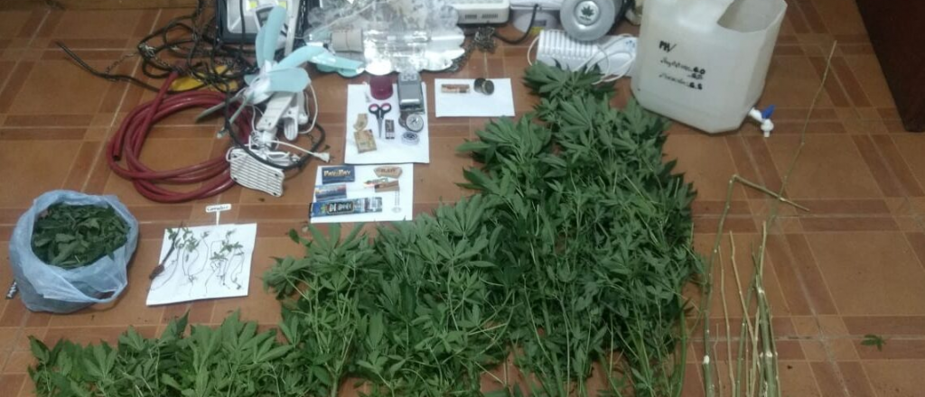 Tunuyán: escondían un vivero de marihuana adentro de otro vivero