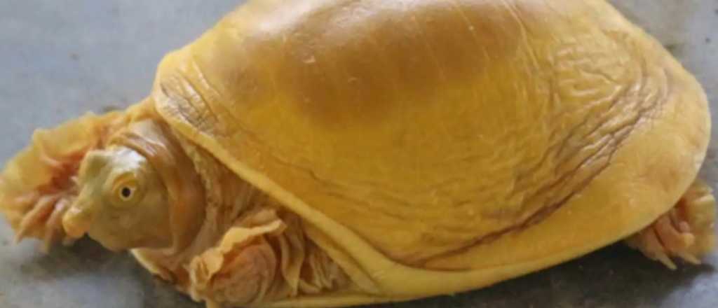 Apareció una tortuga dorada en Nepal y la veneran como a un dios 