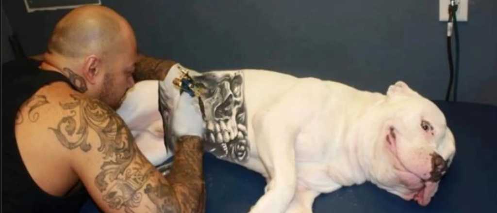 Tatuaje en mascotas: polémica por una extraña moda que se impone