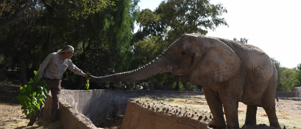 Los cuatro elefantes del Ecoparque de Mendoza se van para Brasil
