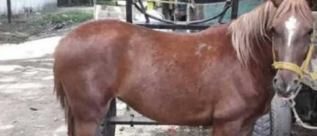 Un bebé fue pateado por un caballo y está internado grave en San Rafael
