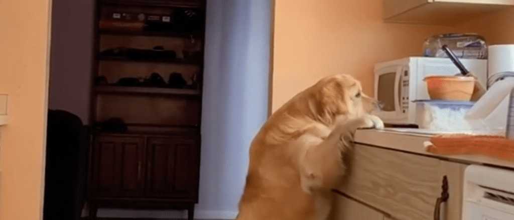 Viral: un perro creyó que estaba solo, robó comida y quedó grabado