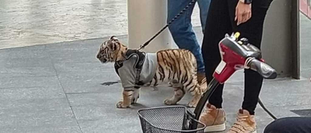 Indignante: una mujer paseó con un tigre por un centro comercial