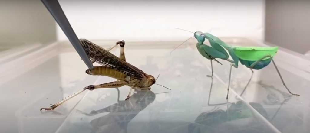 Video: la viral pelea a muerte entre una mantis y una langosta