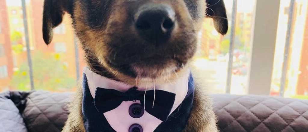 Ba&ntilde;ado y vestido para recibir a su adoptante, el perrito se qued&oacute; esperando