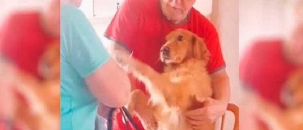Video: mira cómo le curan el empacho a una perra y ella agradece 