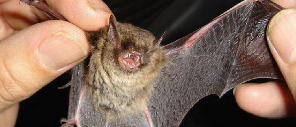 Qué es el Nipah, otro virus mortal que transmiten los murciélagos