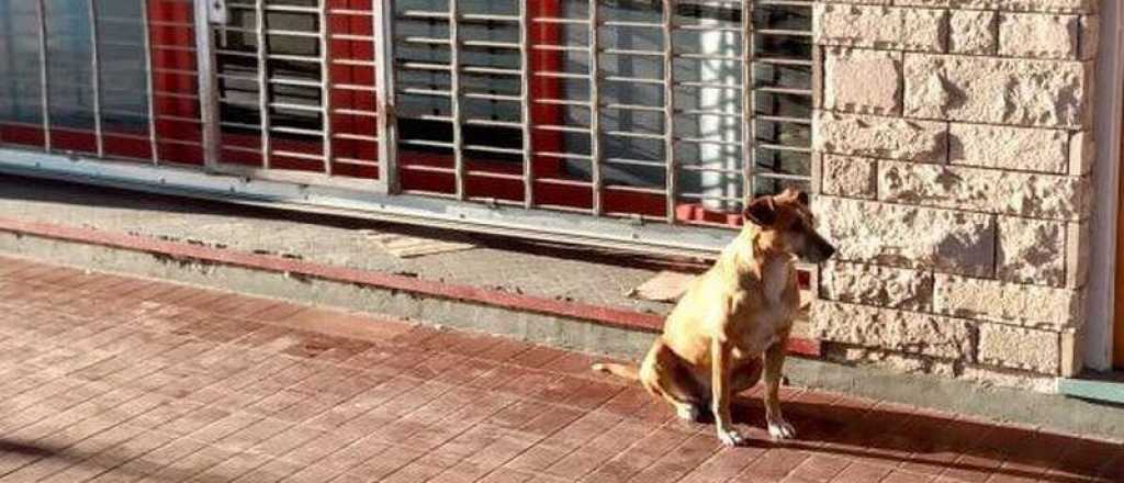 Tunuyán: una perra que espera a su dueña fallecida conmueve a todo el país