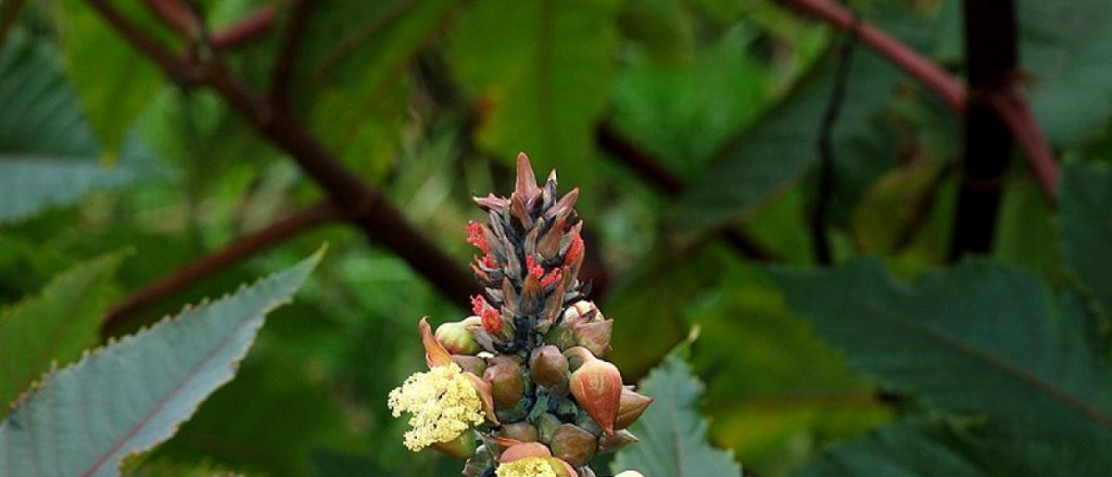 Qu&eacute; es la ricina, la sustancia letal encontrada en una carta a Trump