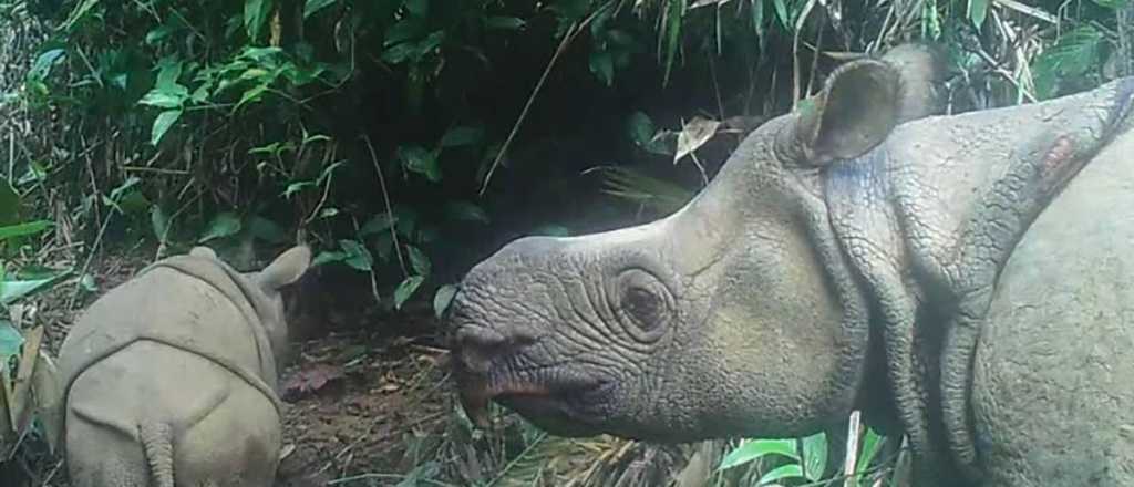 Indonesia: avistan cachorros en extinción del rinoceronte de Java