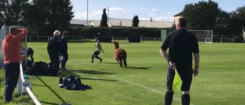 Video: una alpaca invadió un campo de juego y suspendió un partido