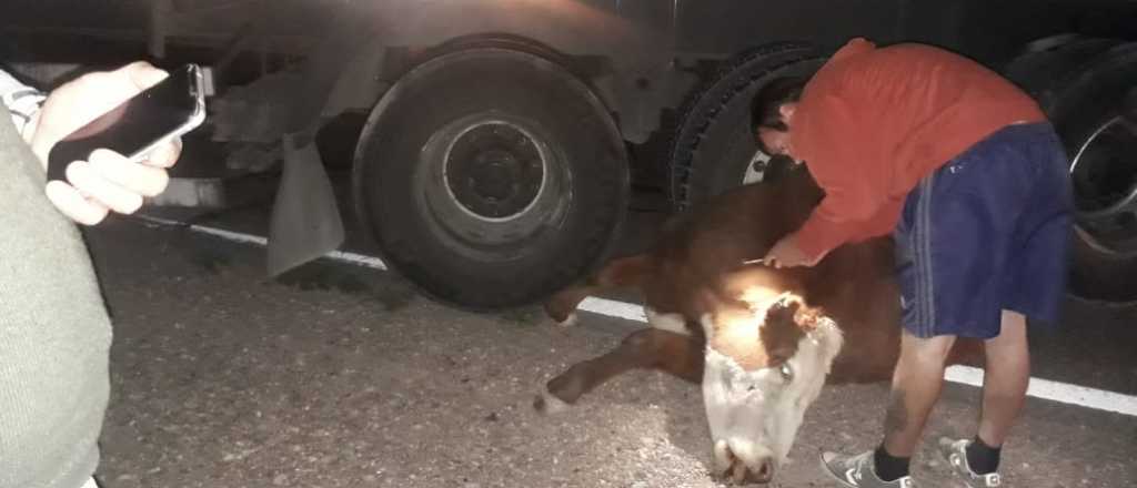 Un camionero atropelló a una vaca en ruta 7 a la altura de Luján de Cuyo