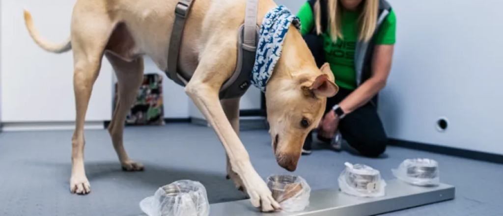 Aeropuerto de Helsinki ya usa perros para detectar enfermos de covid-19