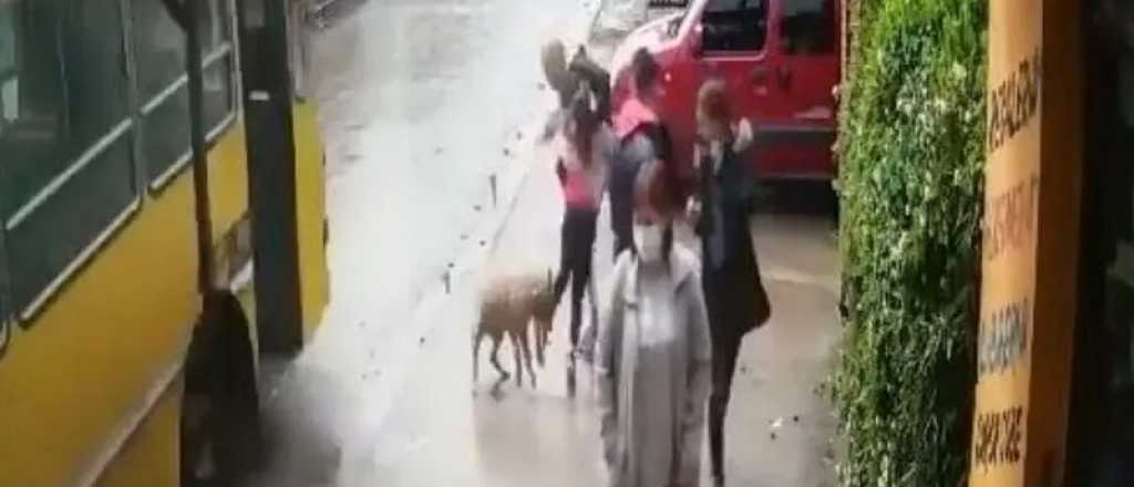 Video: un perro pitbull atacó a una nena en San Juan, otra vez