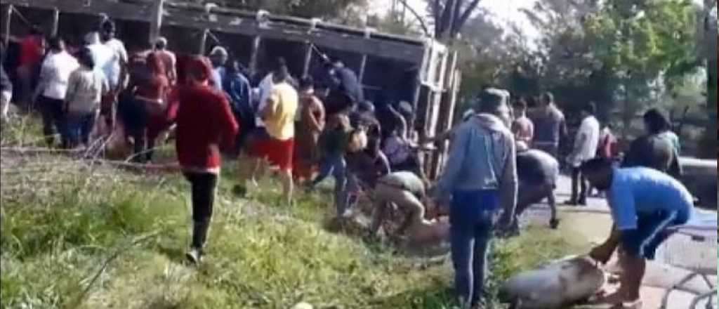 Video: volc&oacute; un cami&oacute;n con cerdos y los vecinos los carnearon en la calle