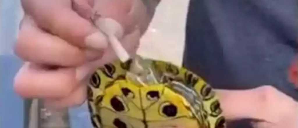  Video: un hombre obligó "a fumar marihuana" a una tortuga de mar   