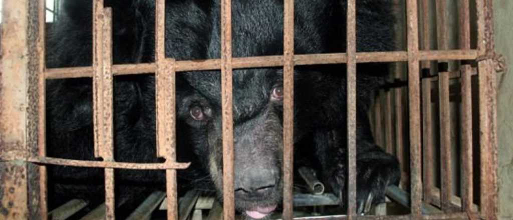 Video: un oso atacó a un domador de circo en China