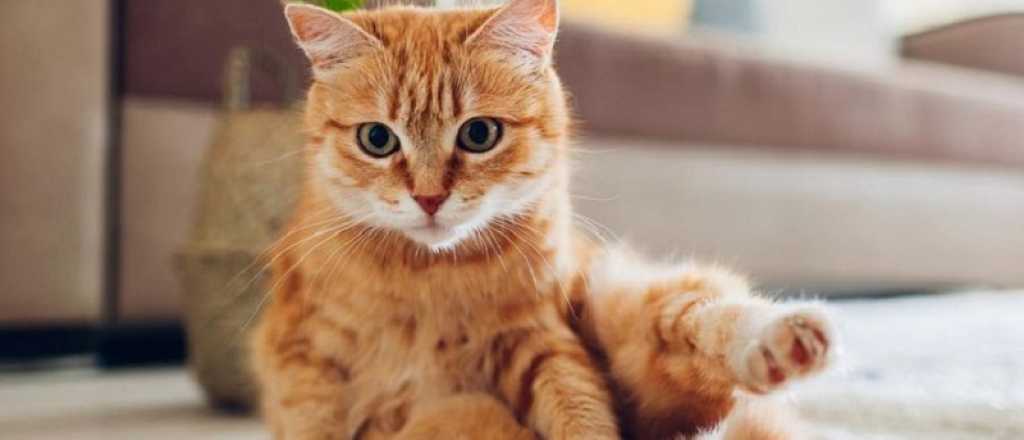 ¿Por qué los gatos "amasan" y que sienten?